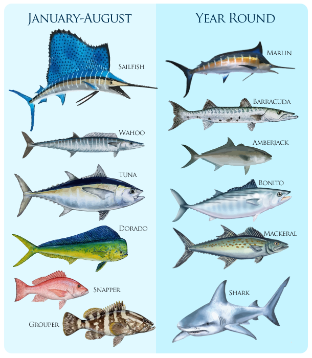 fish-chart